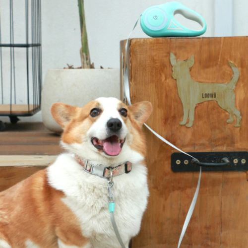 Retractable LED Dog Leash