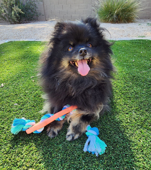 Rubber Bone Chew Toy with Rope